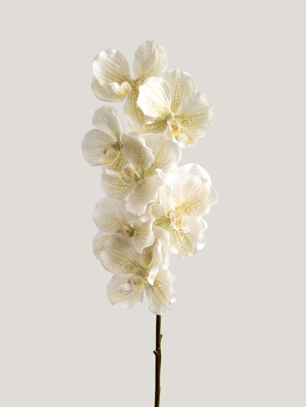 Beige Real-Touch Faux Vanda Orchid - 31.5"