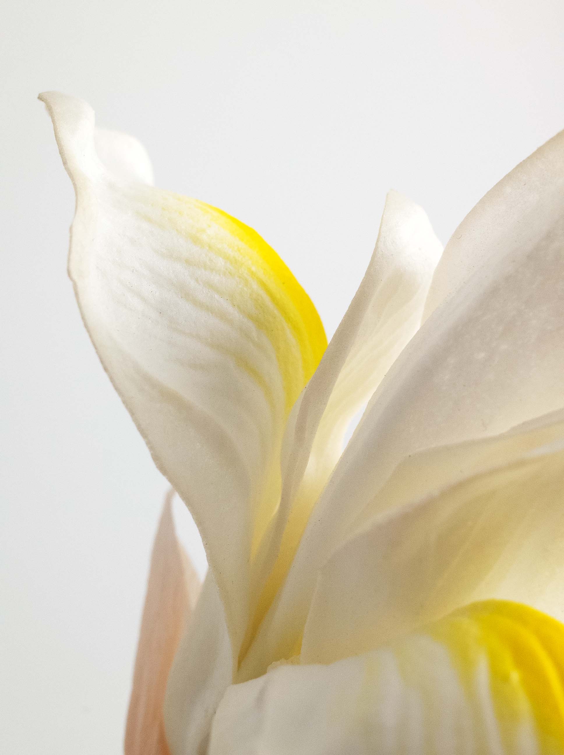 White Artificial Iris Flower - 22"