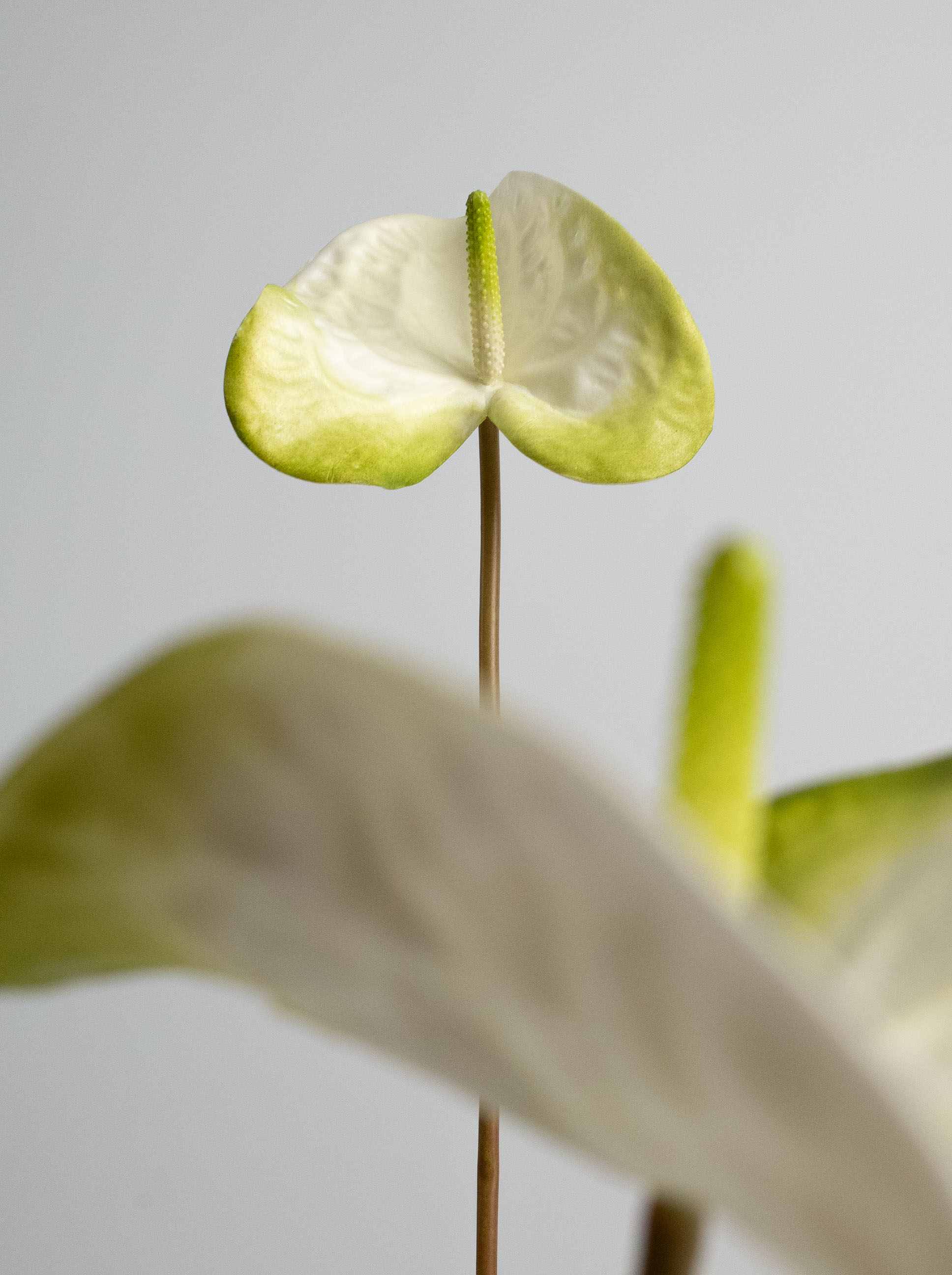 White & Light Green Artificial Tropical Anthurium - 23"