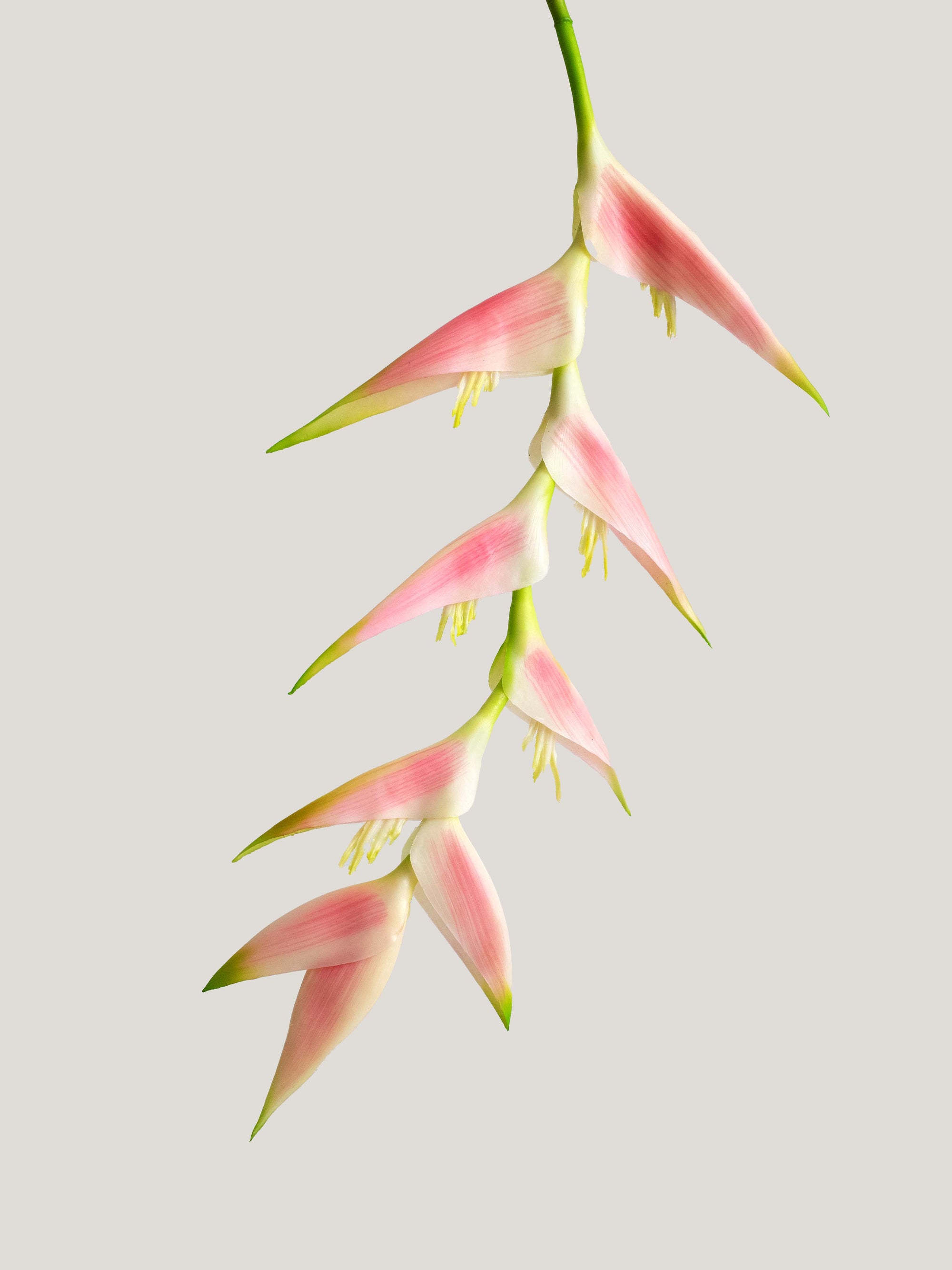 Pink Artificial Heliconia Tropical Flower - 37.5"