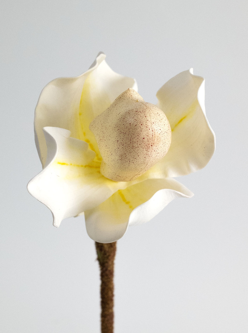 Creamy White Faux Lady's Slipper Orchid - 19.5“