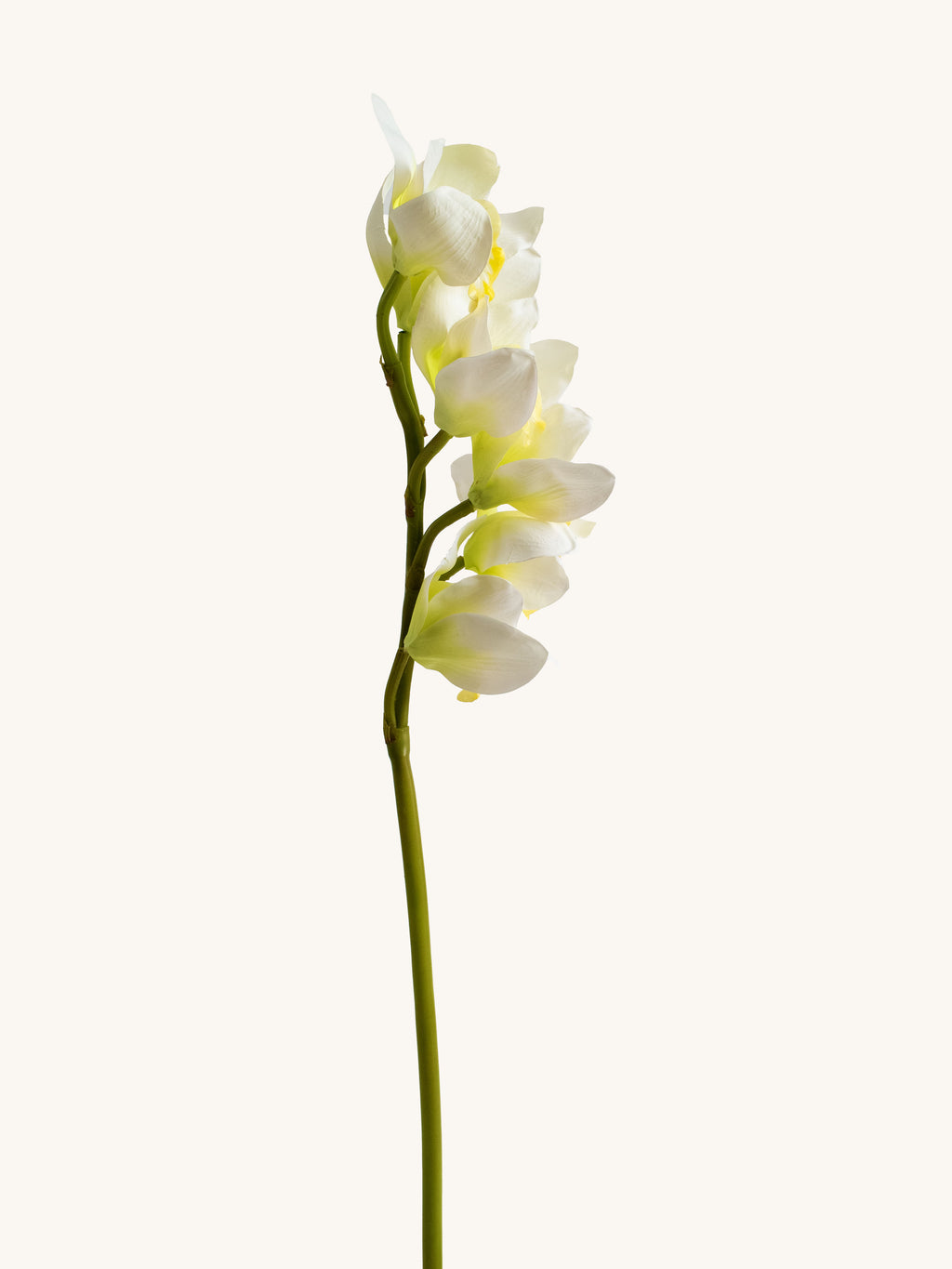 Cream-White Artificial Cymbidium Orchid - 27"