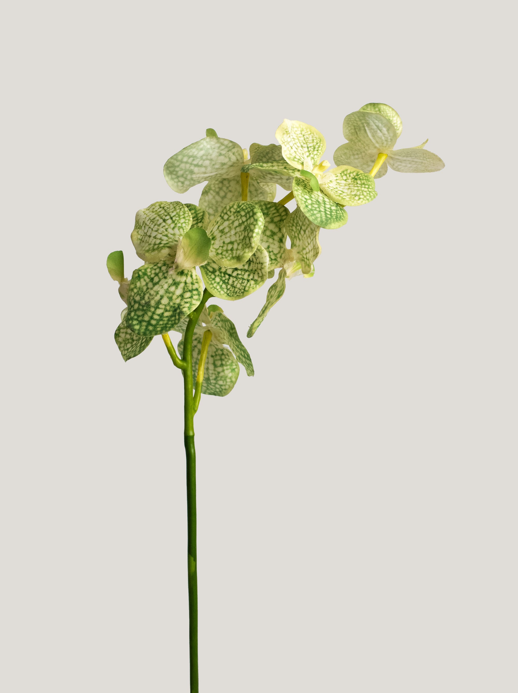 Light Green Real-Touch Artificial Vanda Orchid - 22"