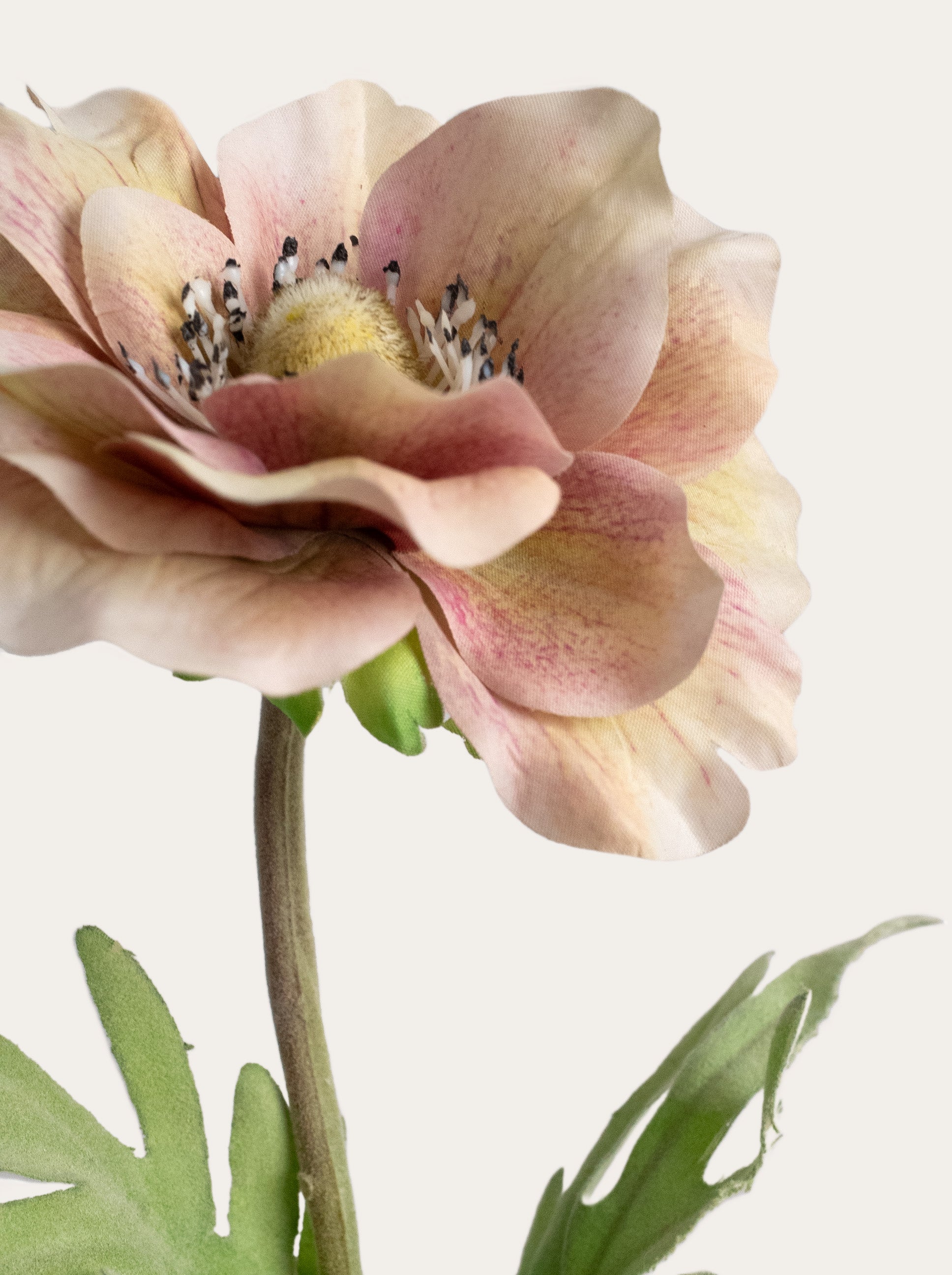 Faux Champagne Blush Anemone - 17“