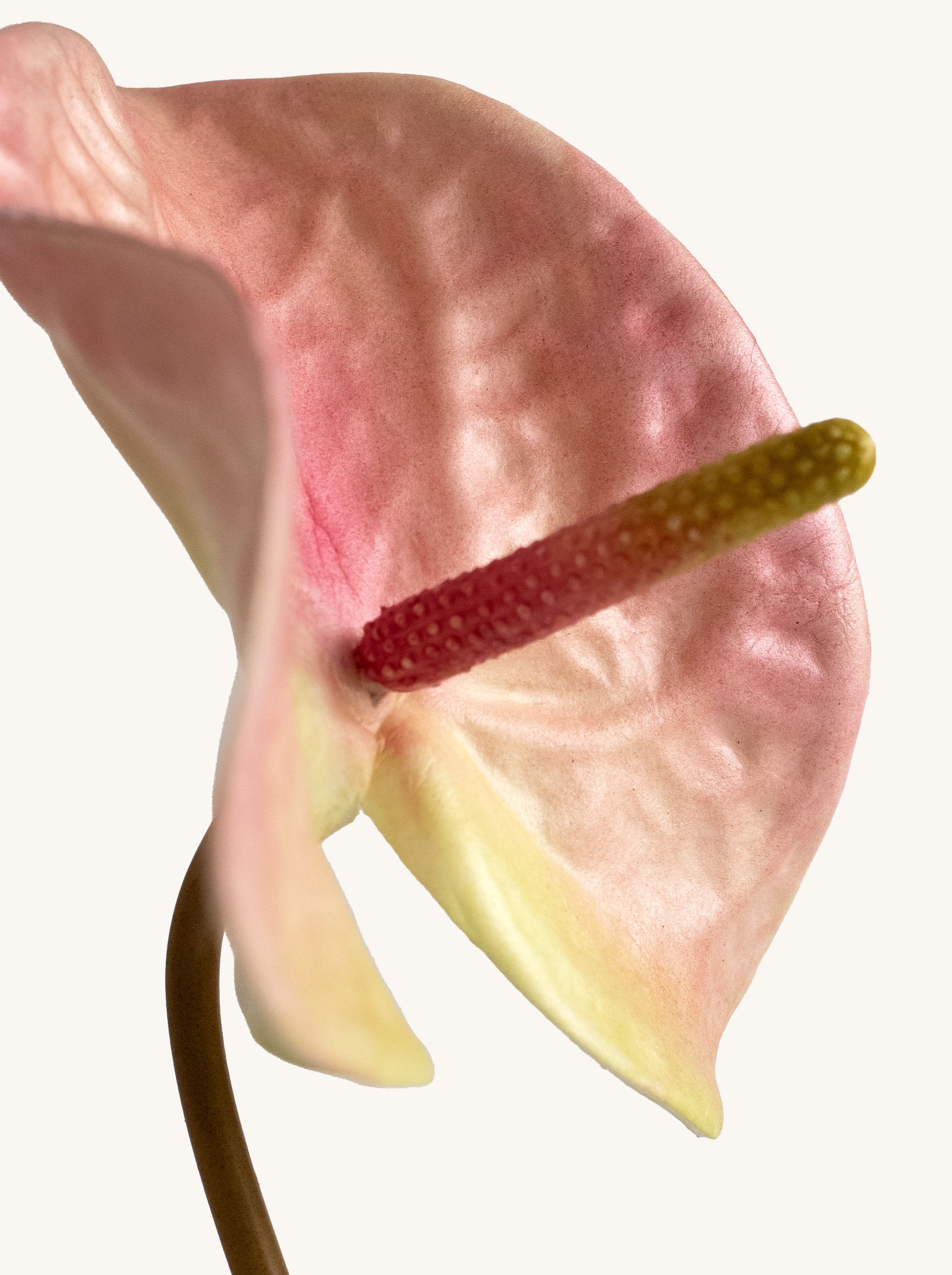 Pink Artificial Tropical Anthurium - 23"