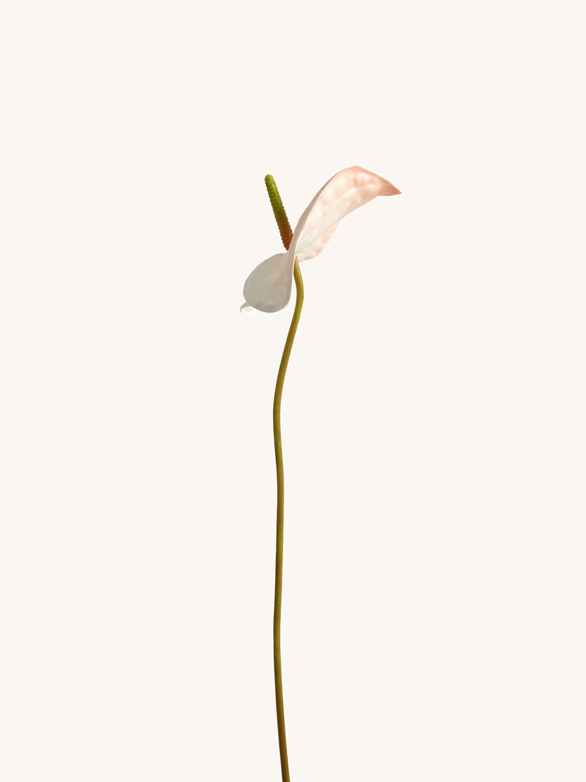Pink-White Artificial Tropical Anthurium - 23"