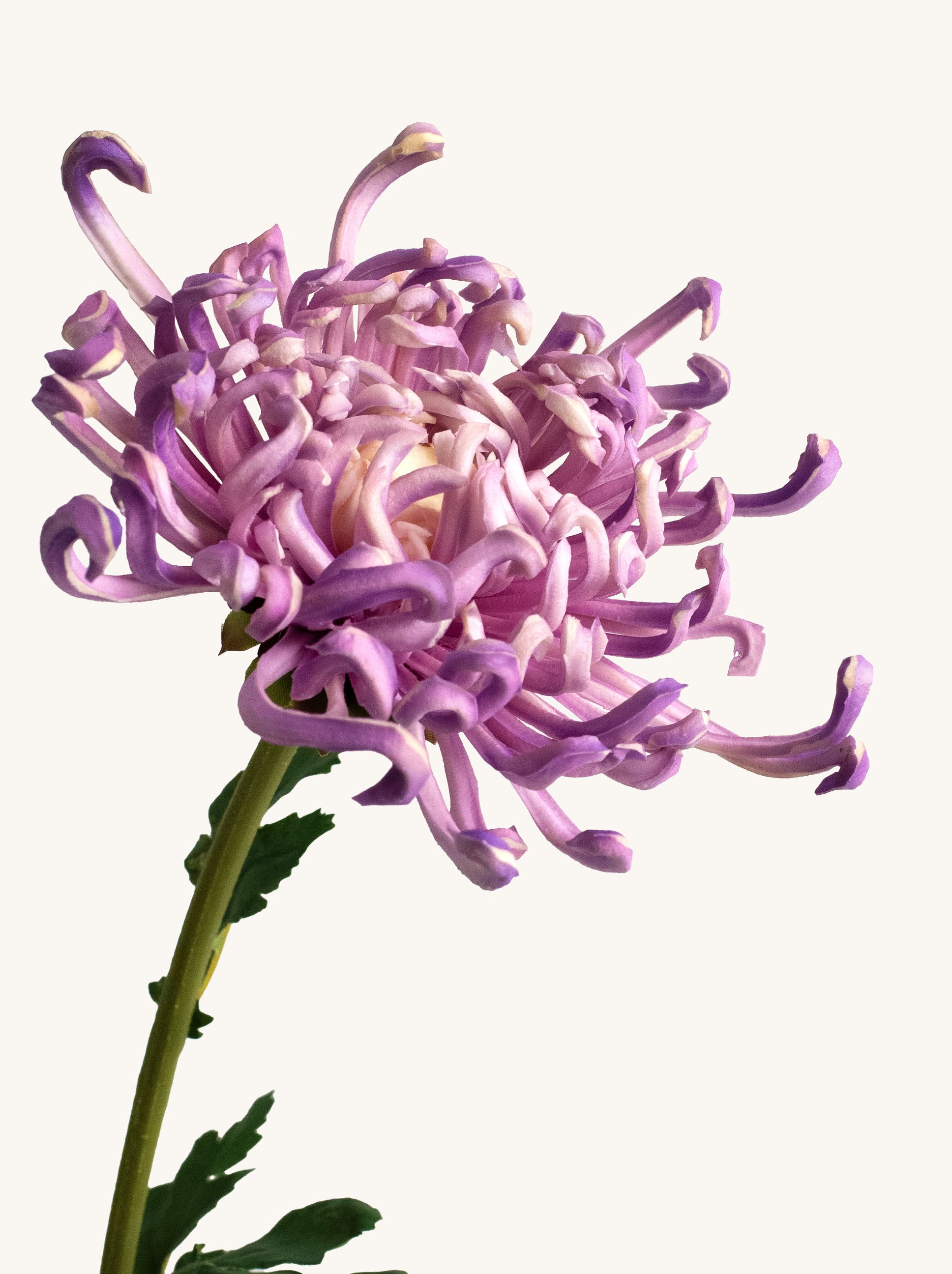 Light Purple Artificial Royal Chrysanthemum - 27"