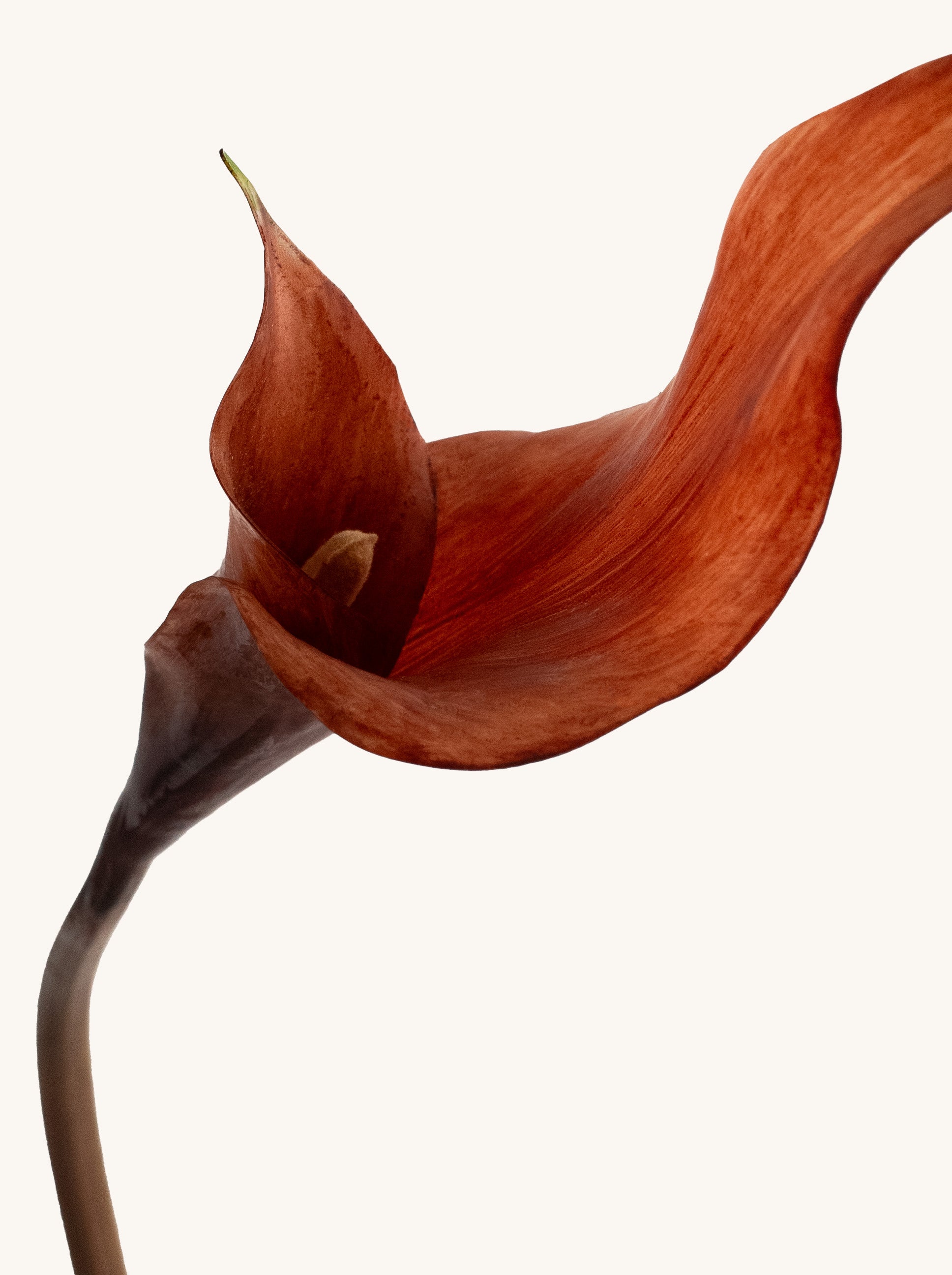 Brown Artificial Calla Lily - 26.5"