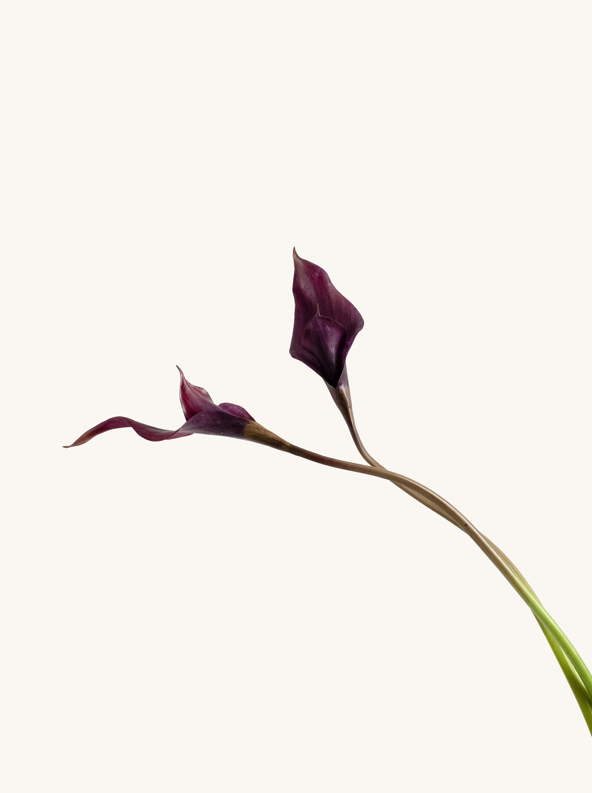 Black Purple Artificial Calla Lily - 26.5"