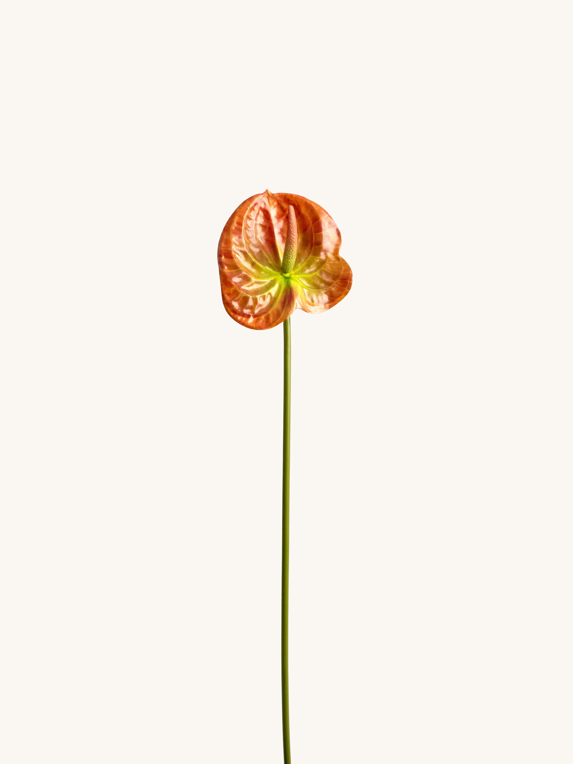 Orange 3D-Printed Artificial Tropical Anthurium - 23"