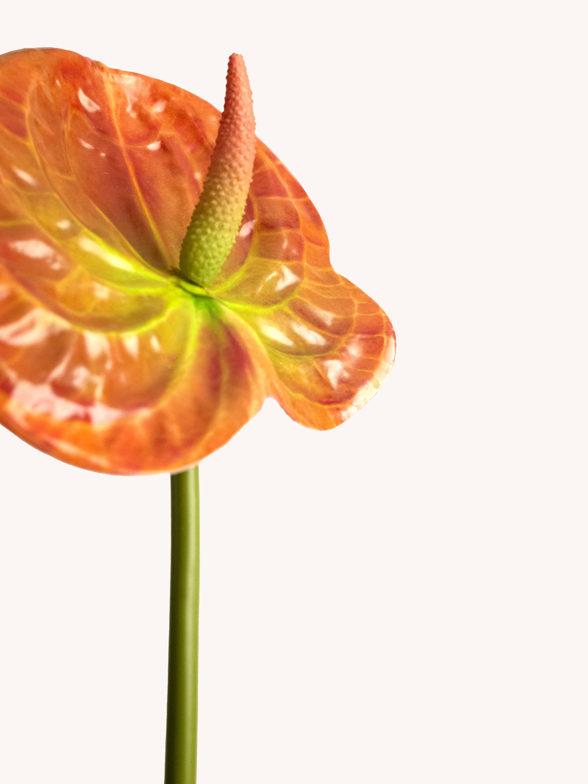 Orange 3D-Printed Artificial Tropical Anthurium - 23"