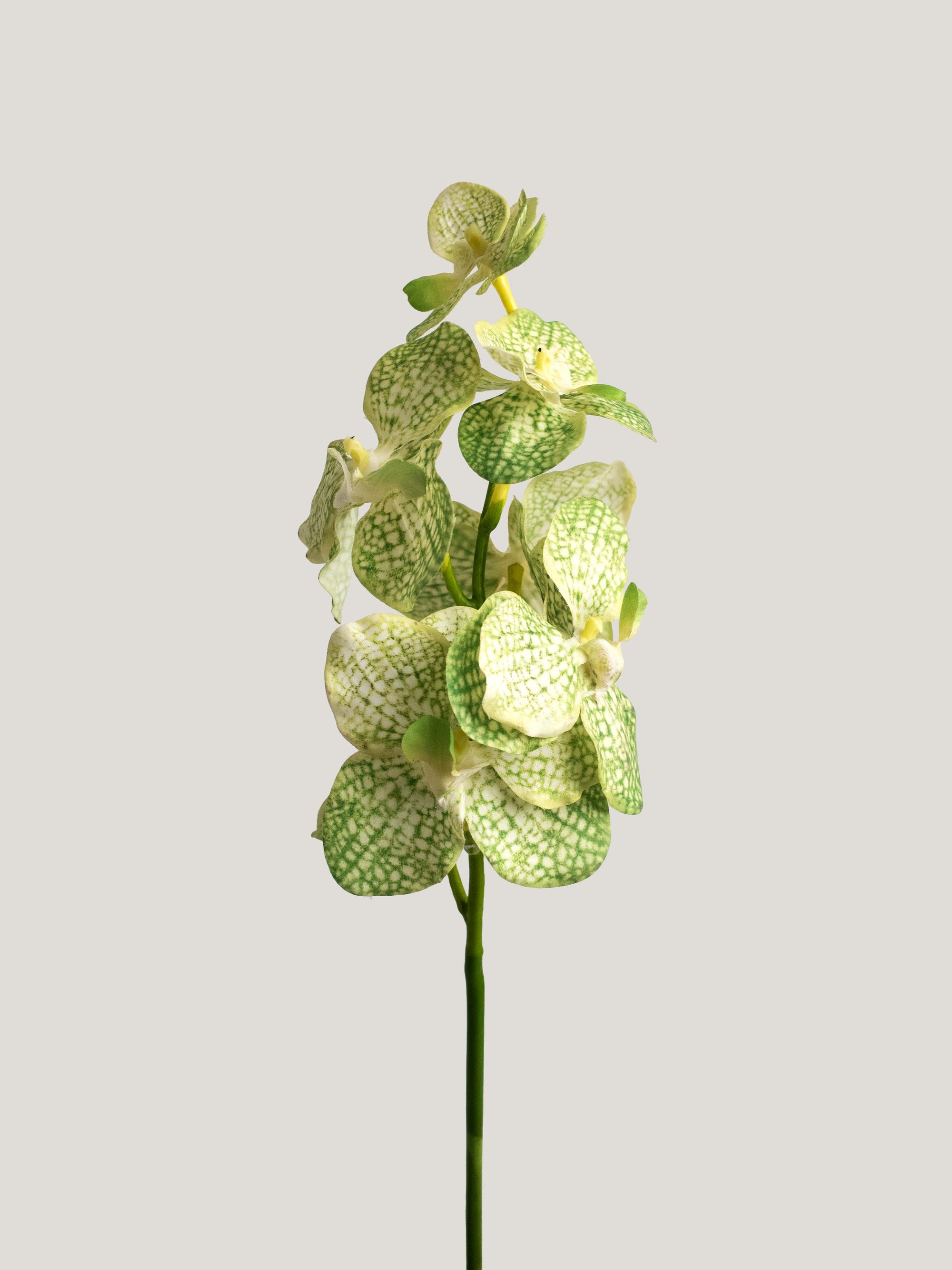 Light Green Real-Touch Artificial Vanda Orchid - 22"