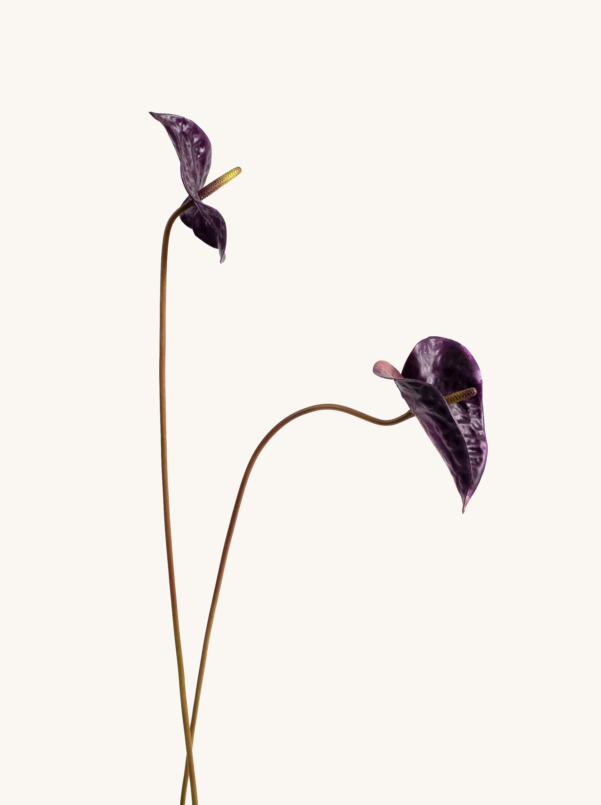 Purple Artificial Tropical Anthurium - 23"