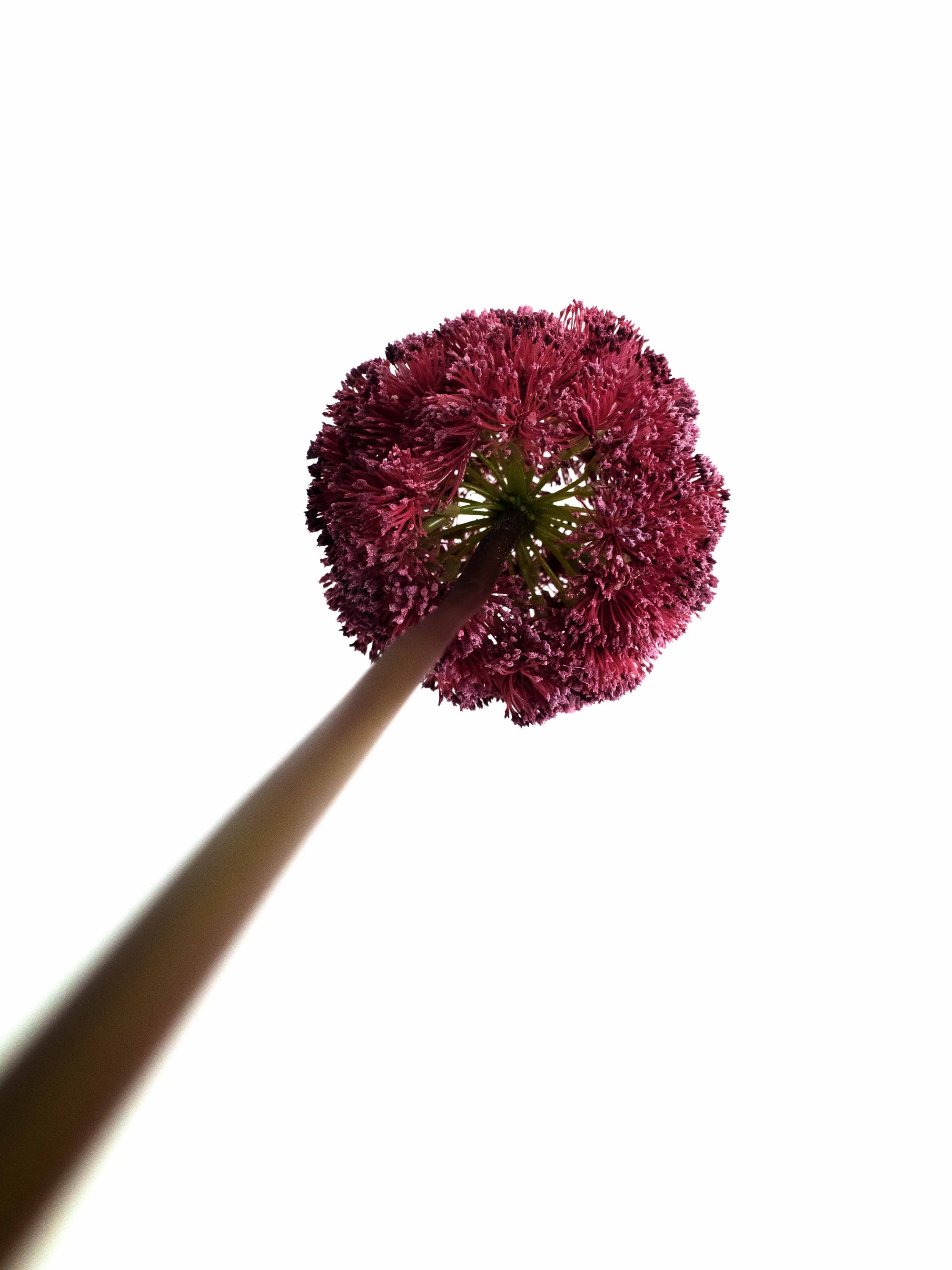 Burgundy Artificial Allium Ball