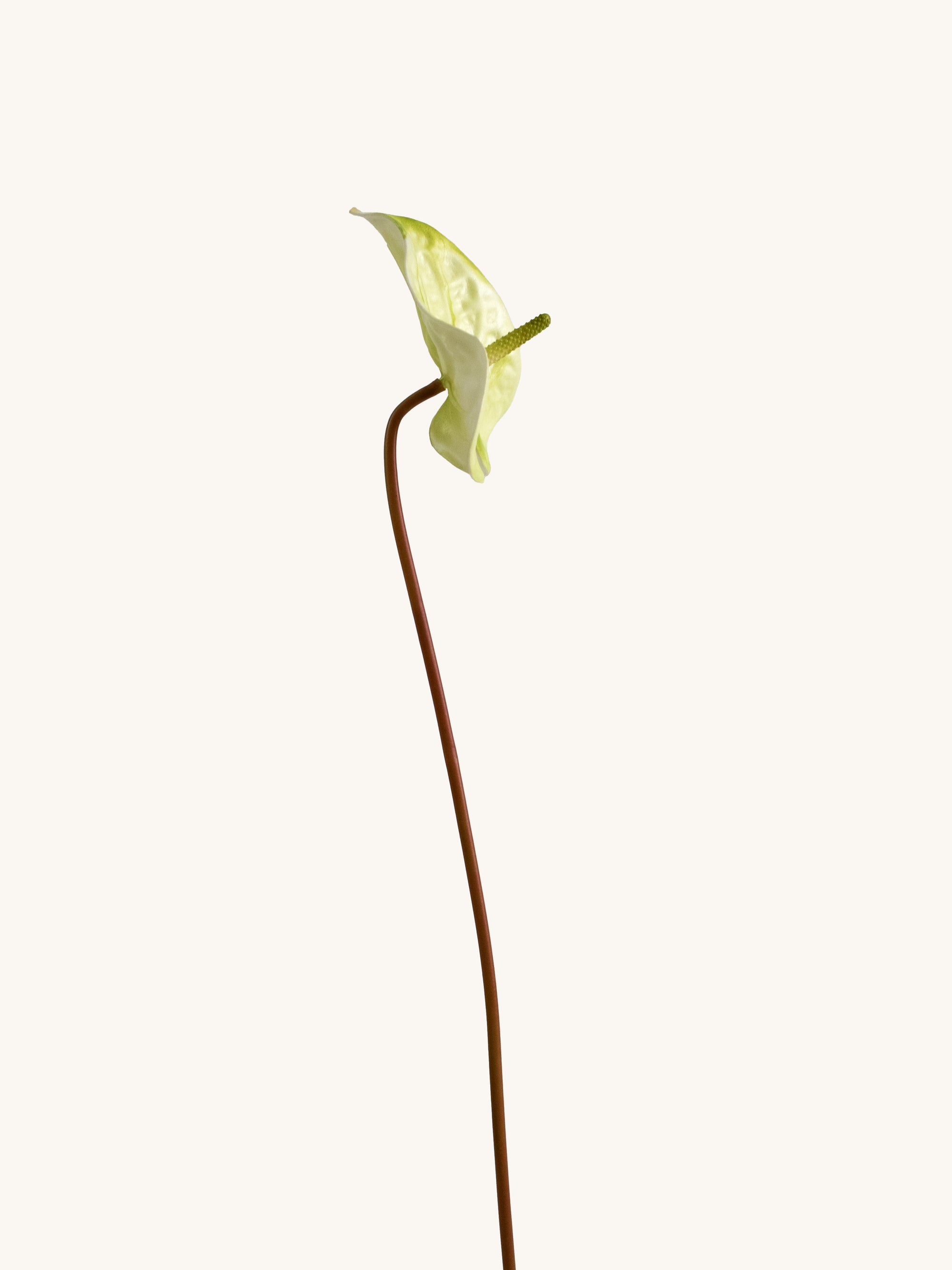 Light Green Artificial Tropical Anthurium - 23"