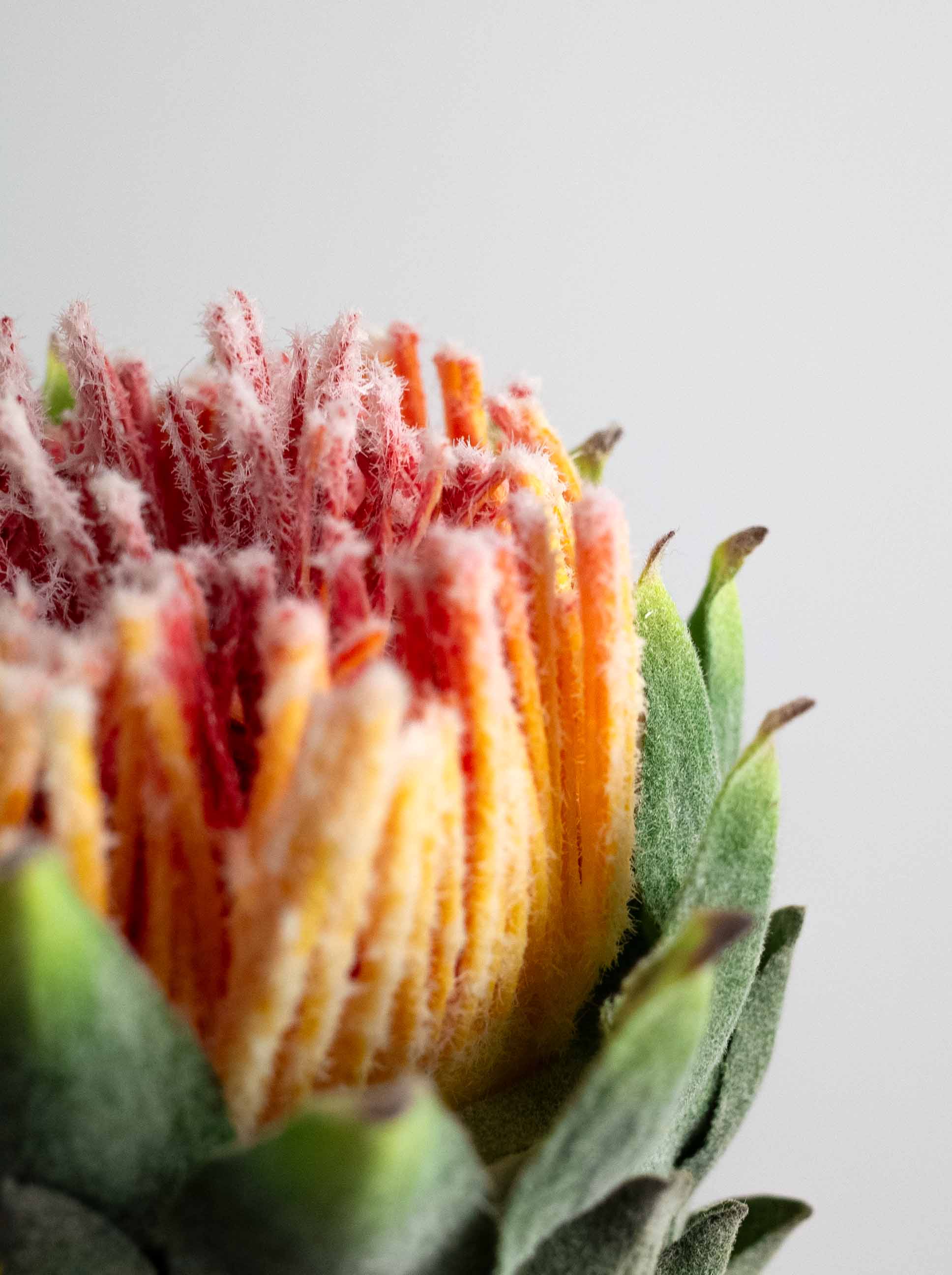 Rust Orange Artificial King Protea - 25"