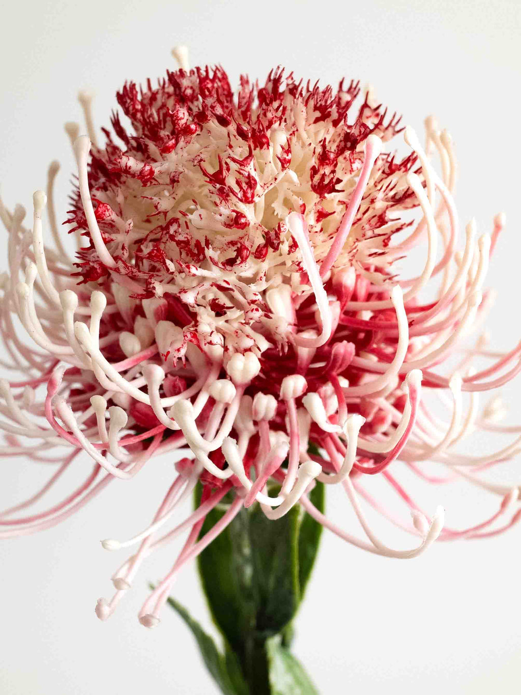 Red & White Faux Sunburst Pincushion Needle Flower - 23.5"