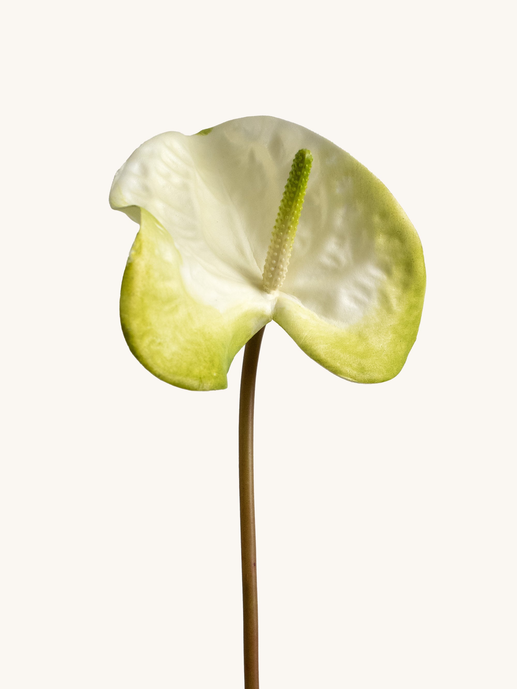 White & Light Green Artificial Tropical Anthurium - 23"