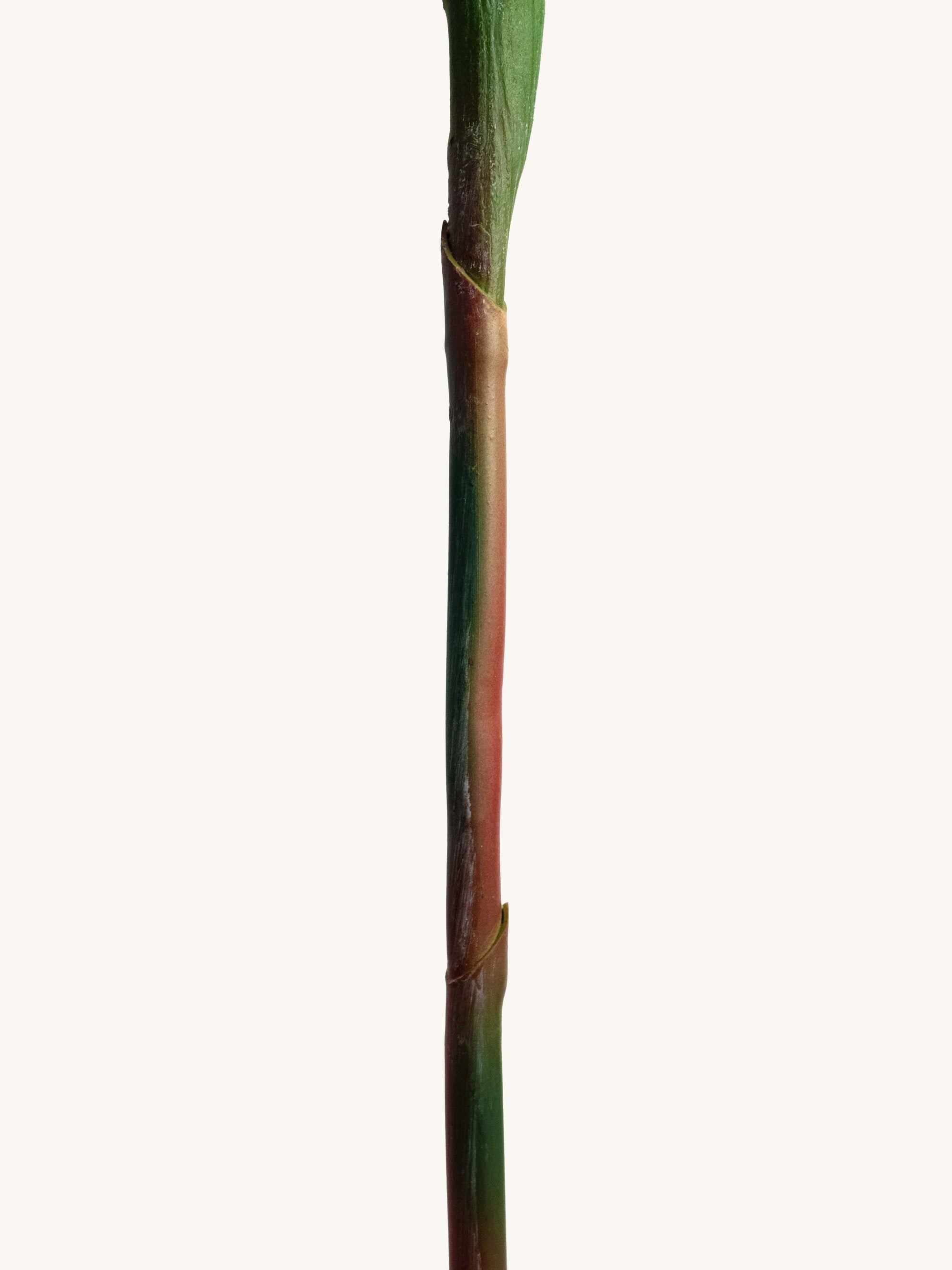Red Artificial Bird of Paradise - 25"