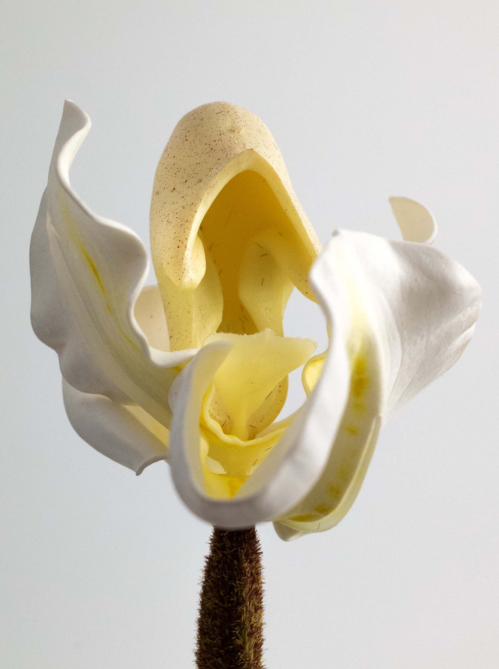 Creamy White Faux Lady's Slipper Orchid - 19.5“