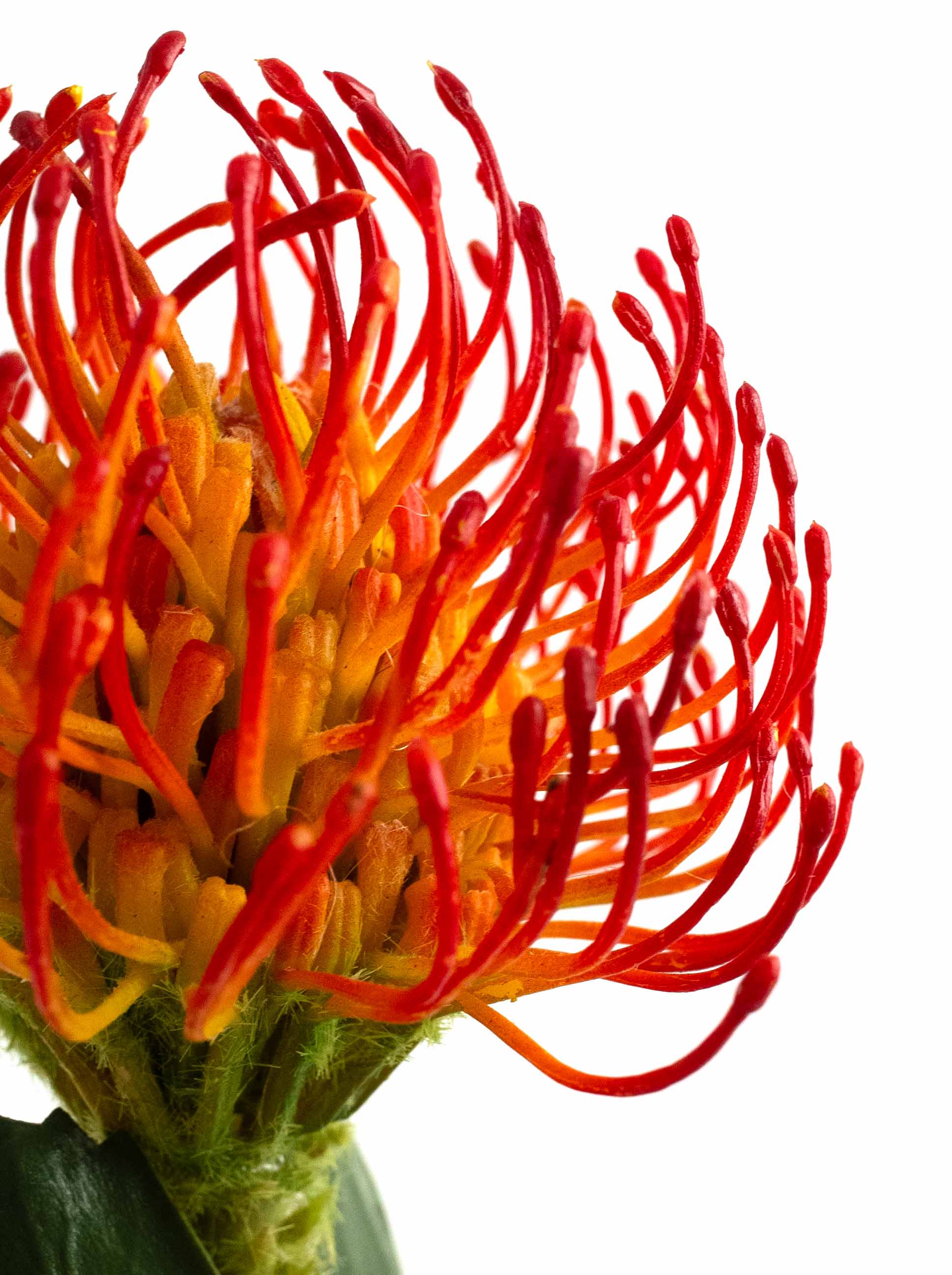 Orange Faux Pincushion Needle Flower - 25"