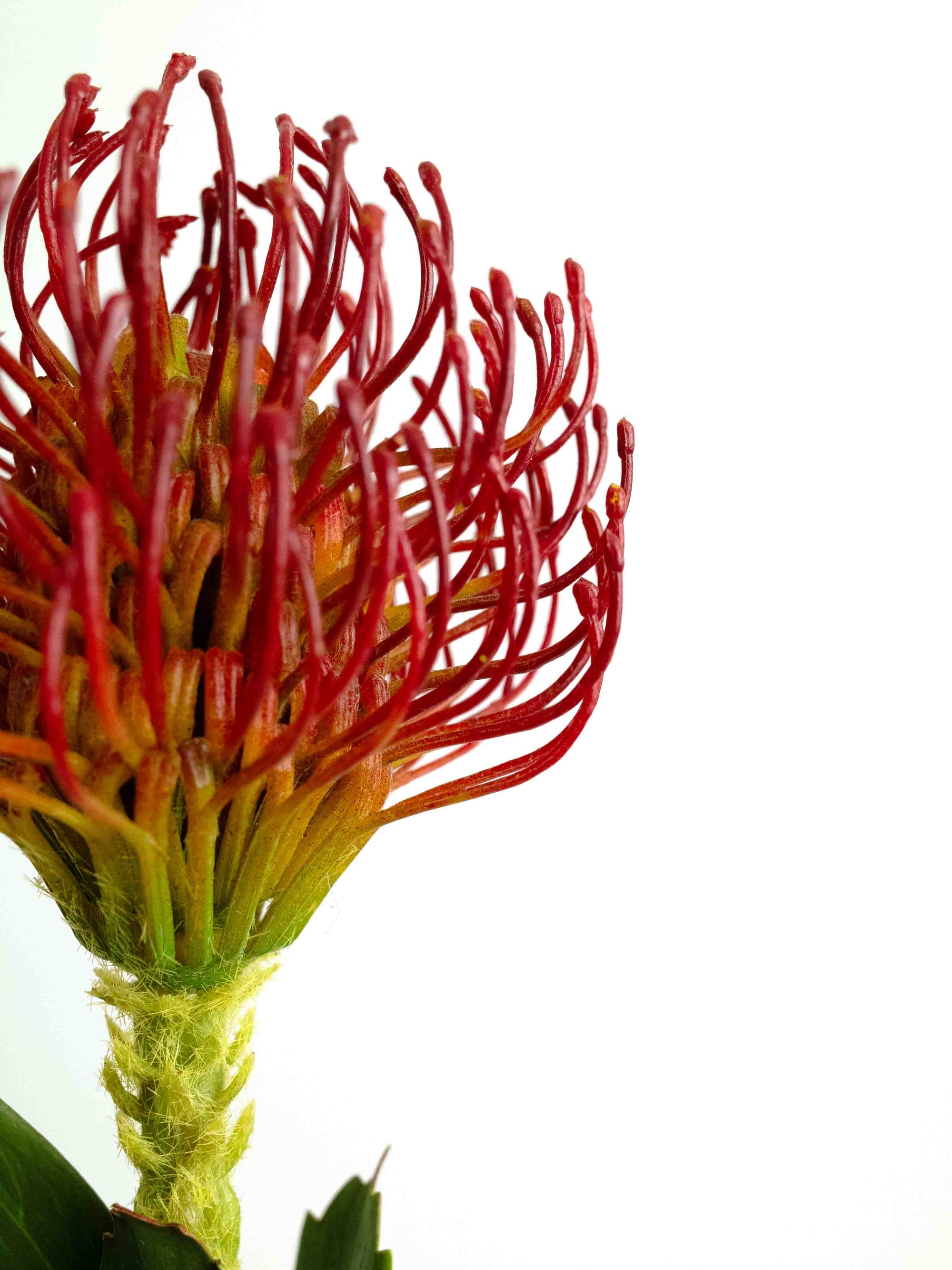 Maroon Faux Pincushion Needle Flower - 25"