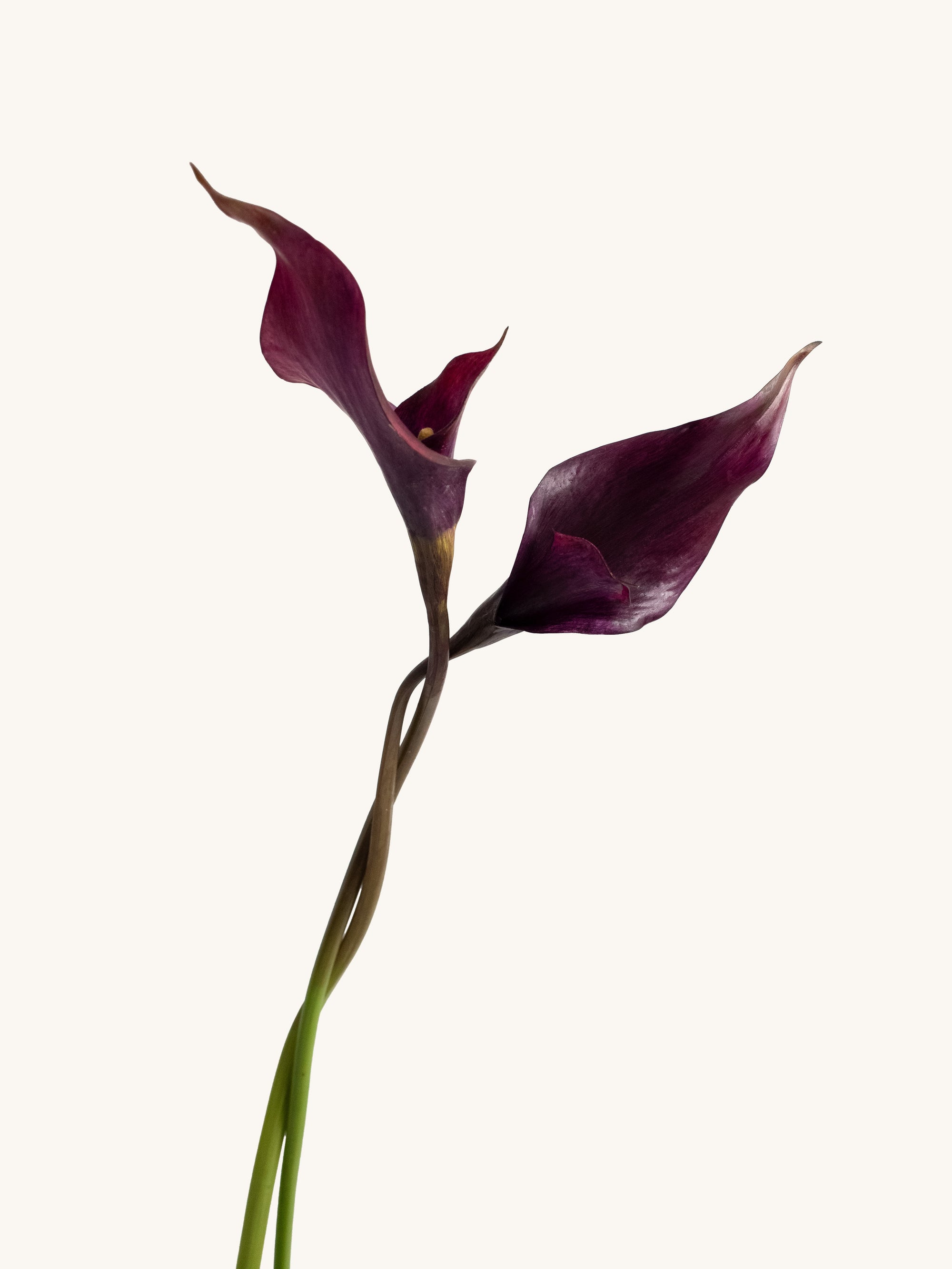 Black Purple Artificial Calla Lily - 26.5"