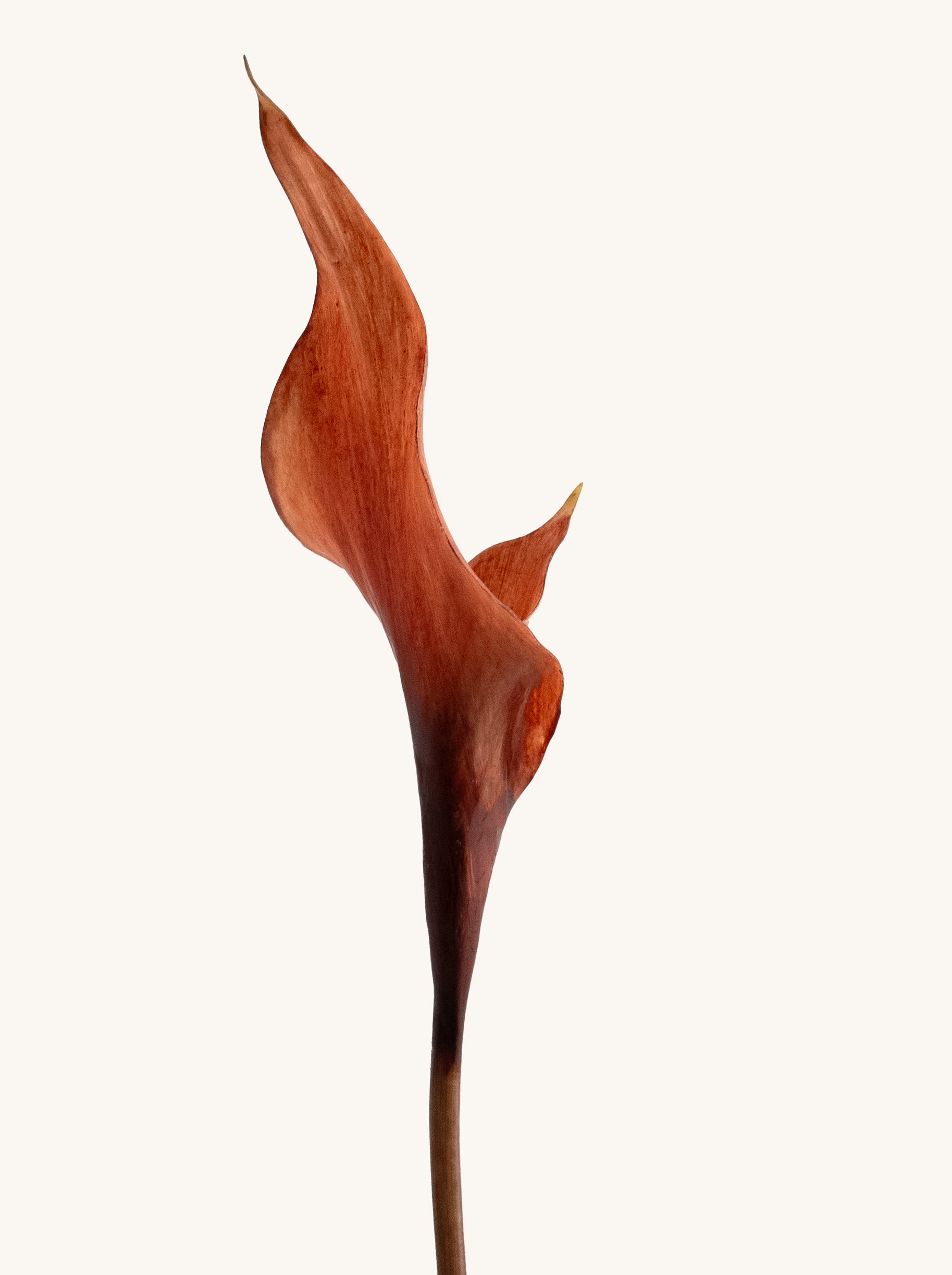 Brown Artificial Calla Lily - 26.5"