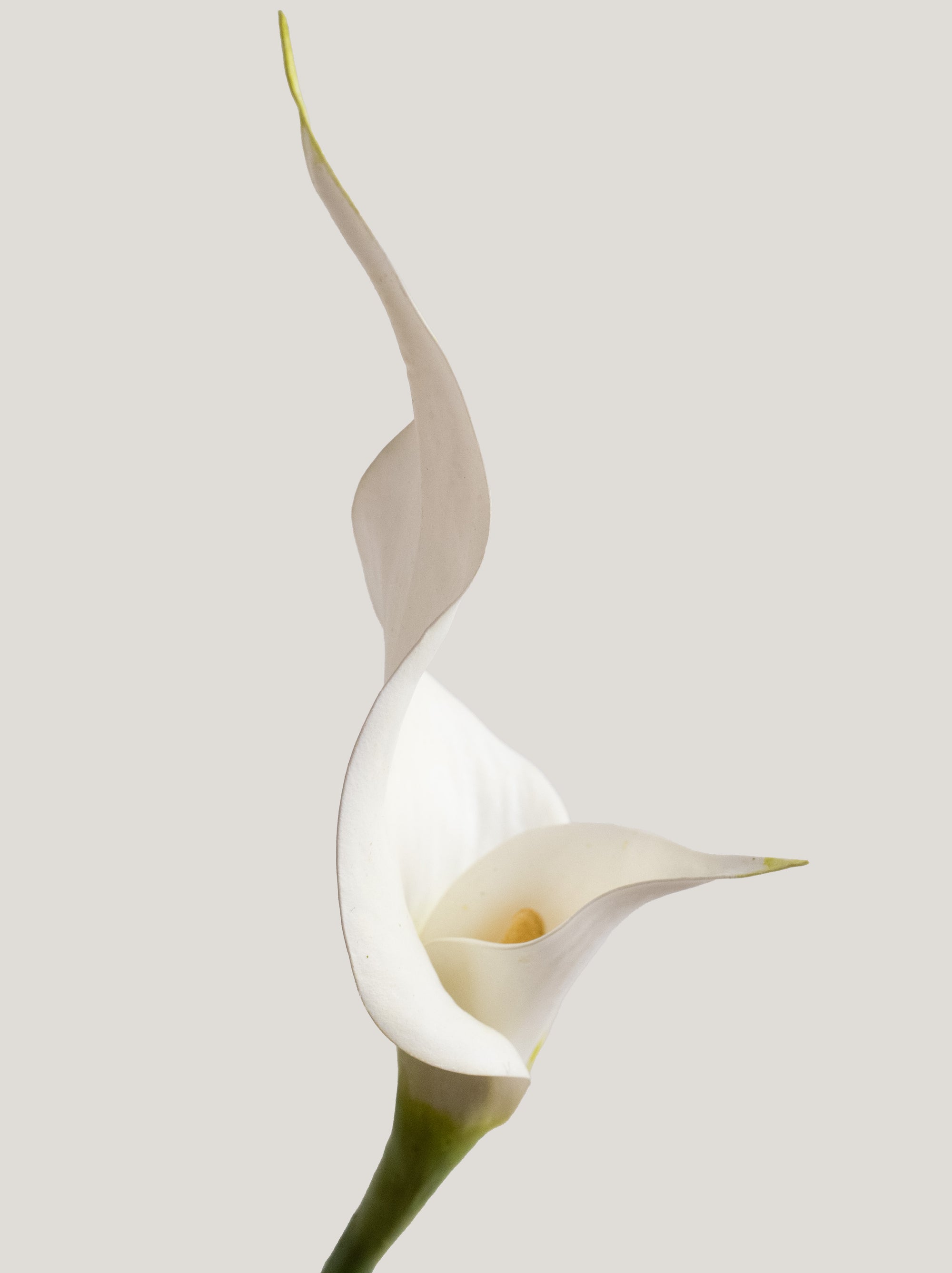 White Artificial Calla Lily - 26.5"