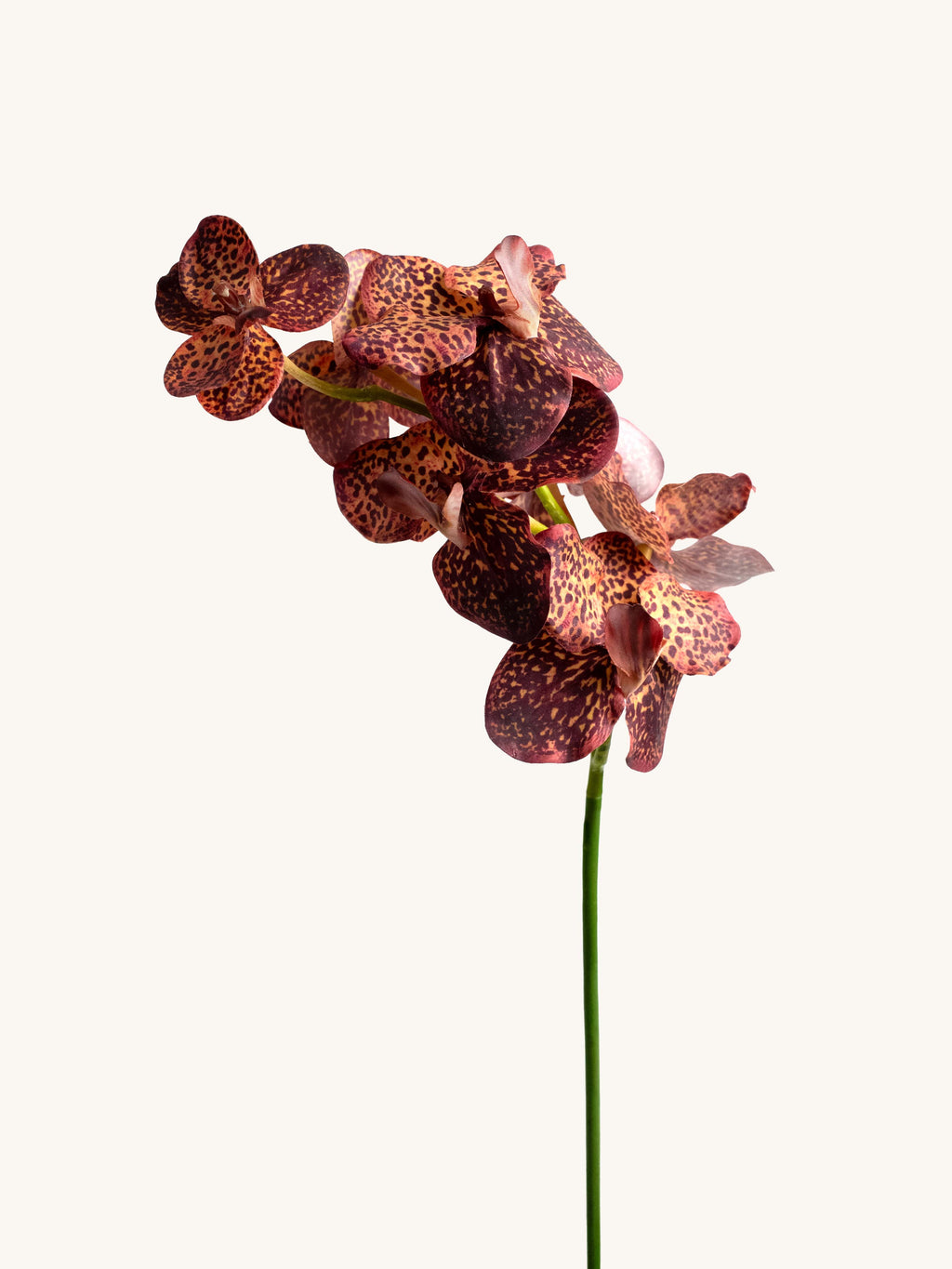 Brown Leopard Real-Touch Artificial Vanda Orchid - 22"