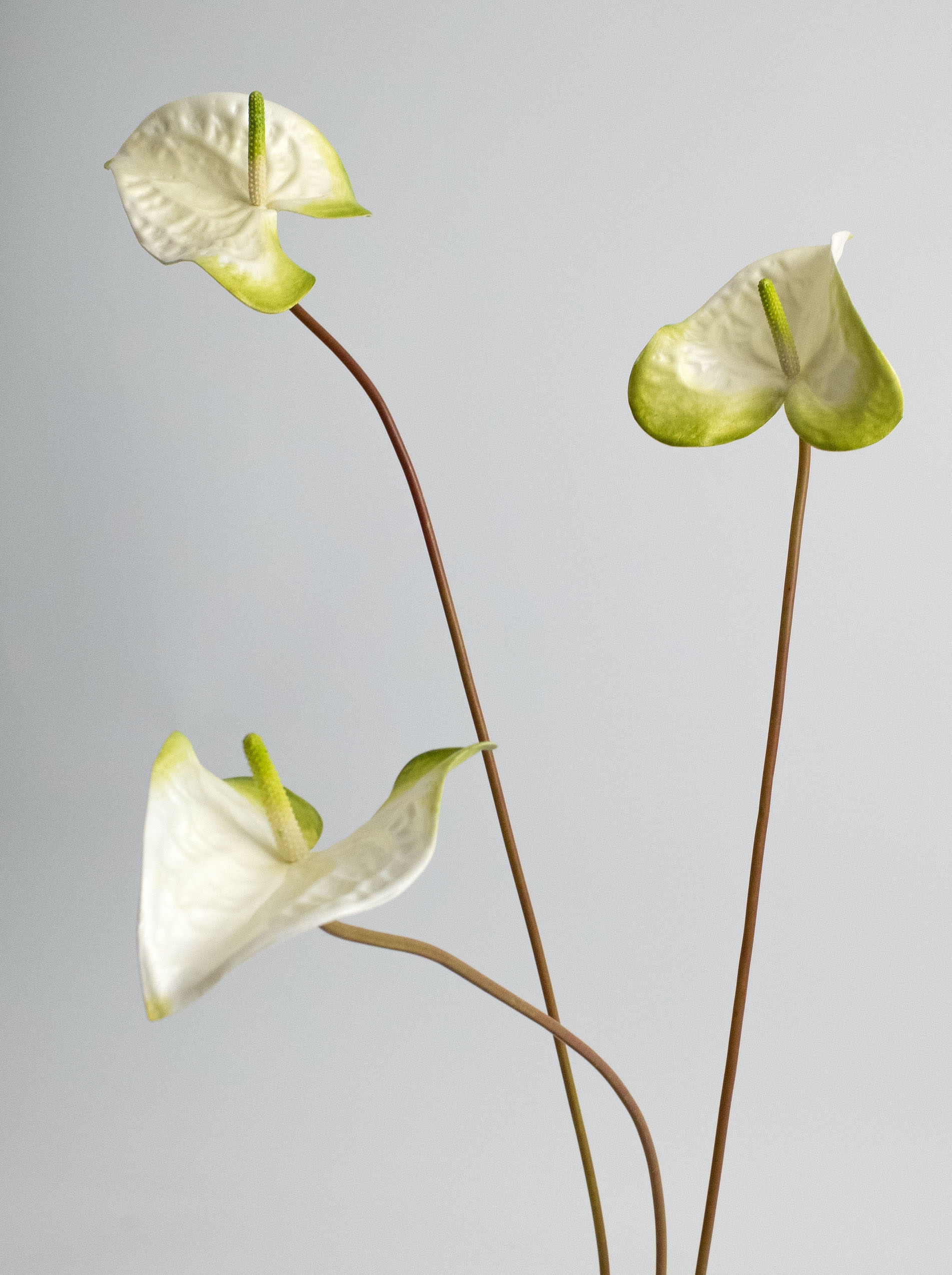 White & Light Green Artificial Tropical Anthurium - 23"