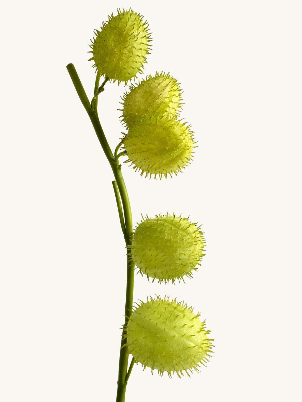 Faux Green Swan Plant Fruit (Hairy Balls) - 25"