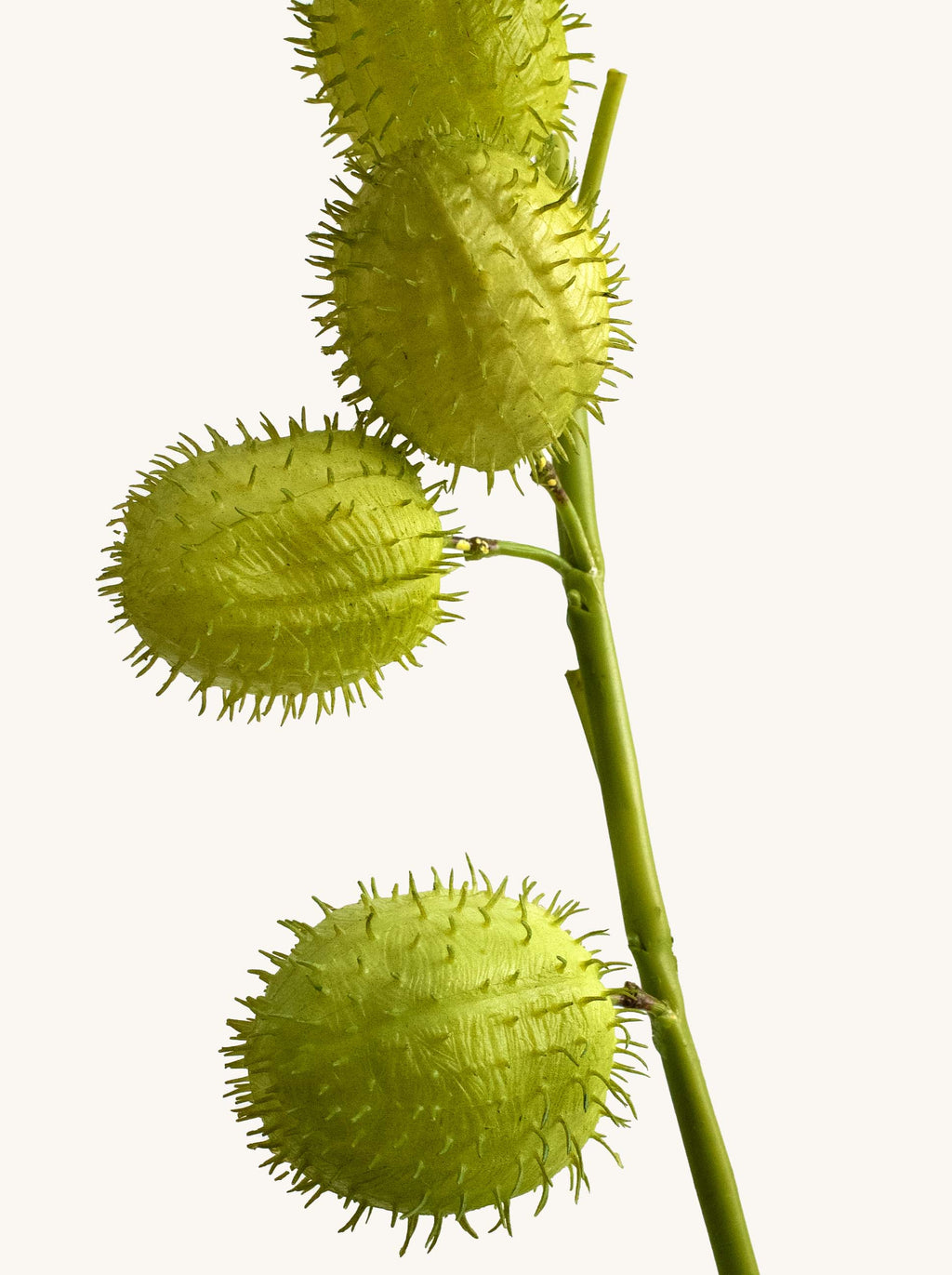 Faux Green Swan Plant Fruit (Hairy Balls) - 25"