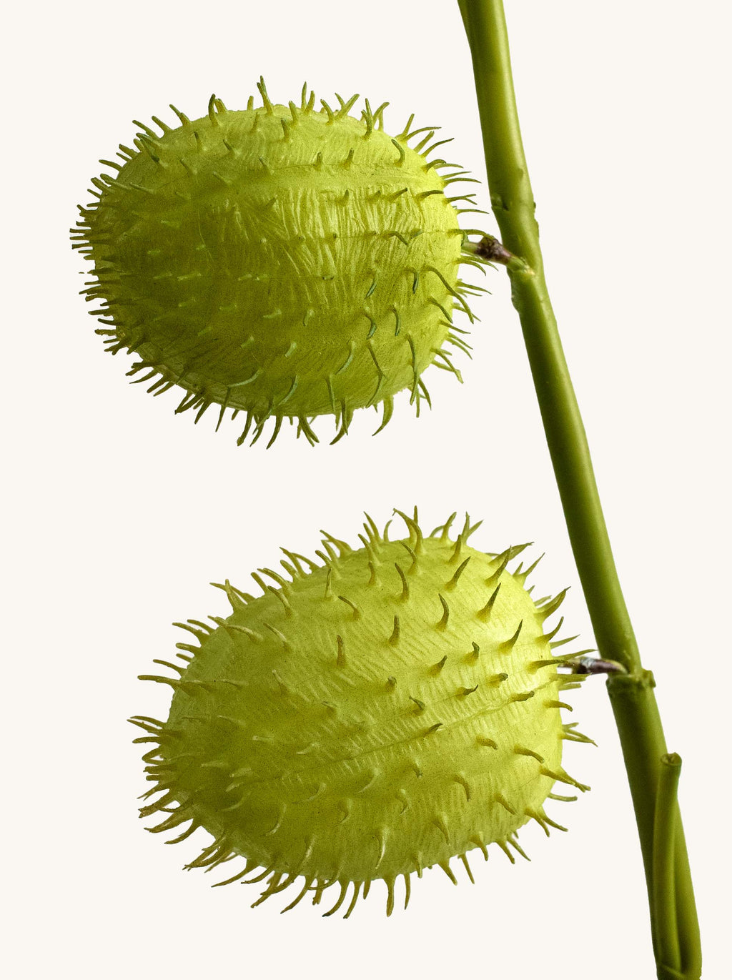 Faux Green Swan Plant Fruit (Hairy Balls) - 25"