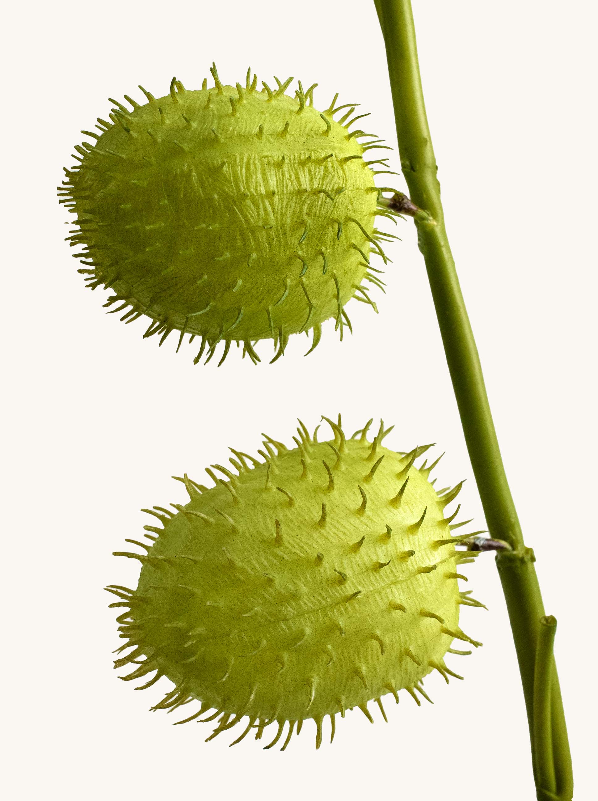 Faux Green Swan Plant Fruit (Hairy Balls) - 25"