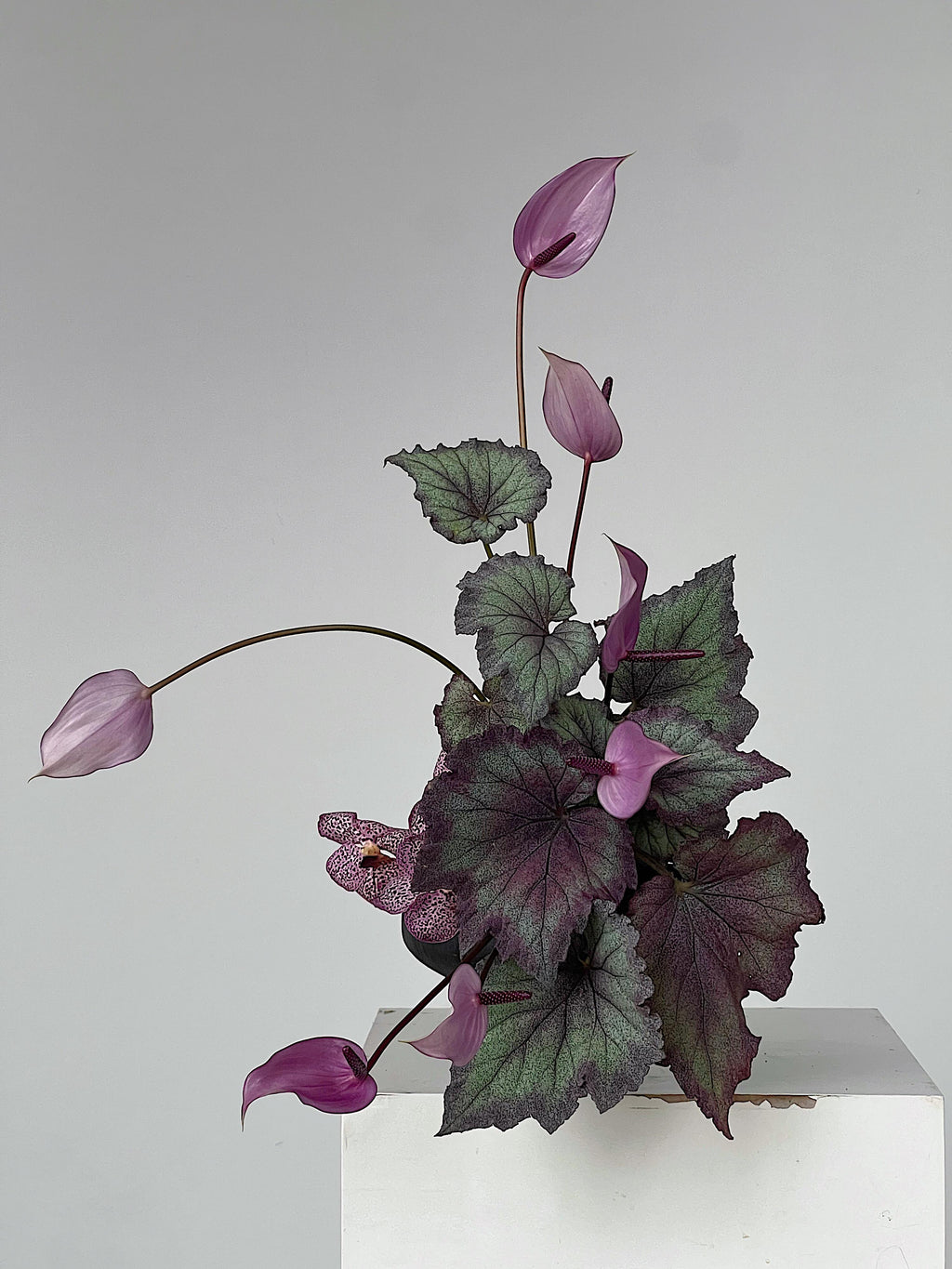 Miss Purple