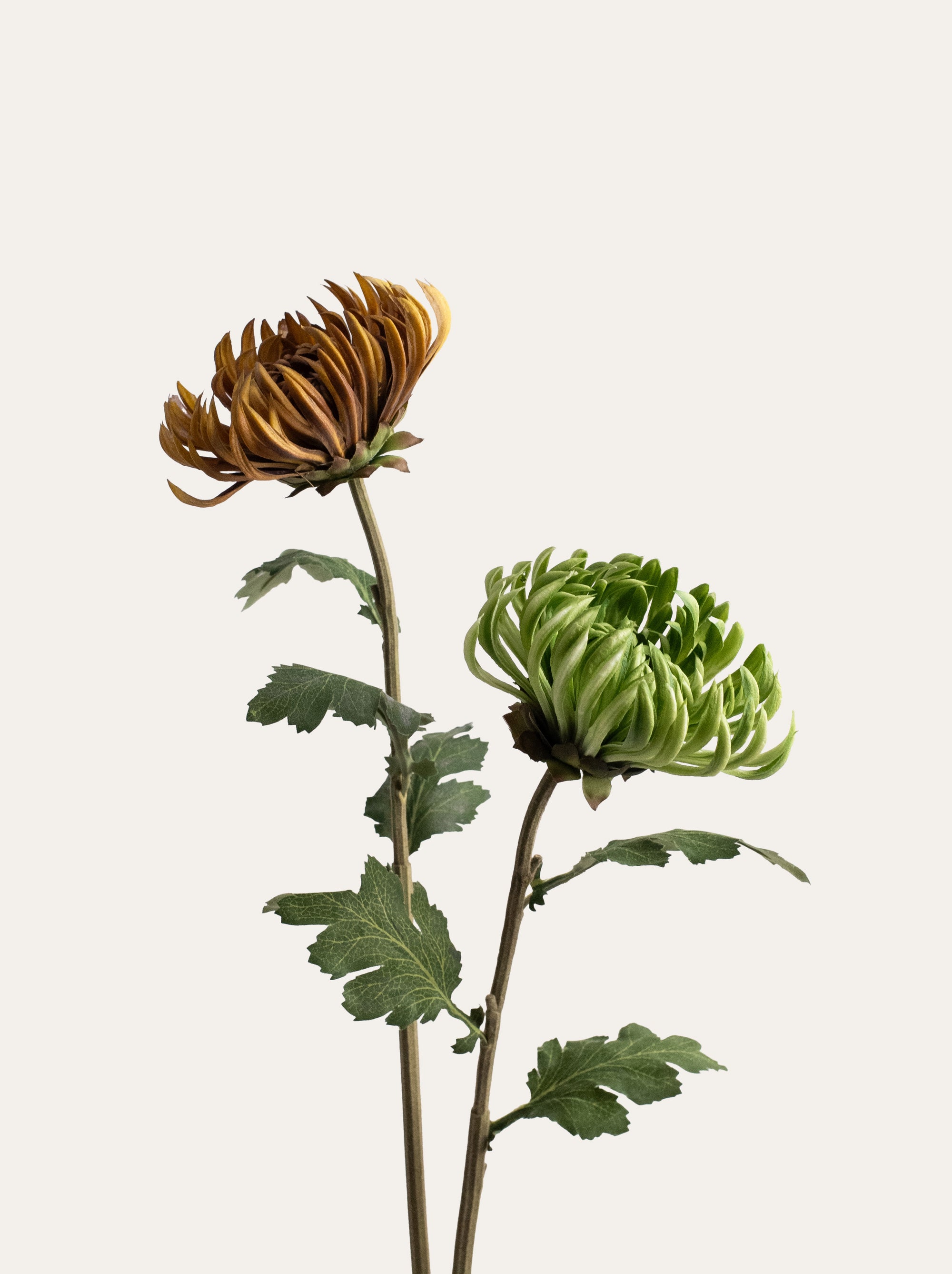 Brown Artificial Chrysanthemum - 23.5"