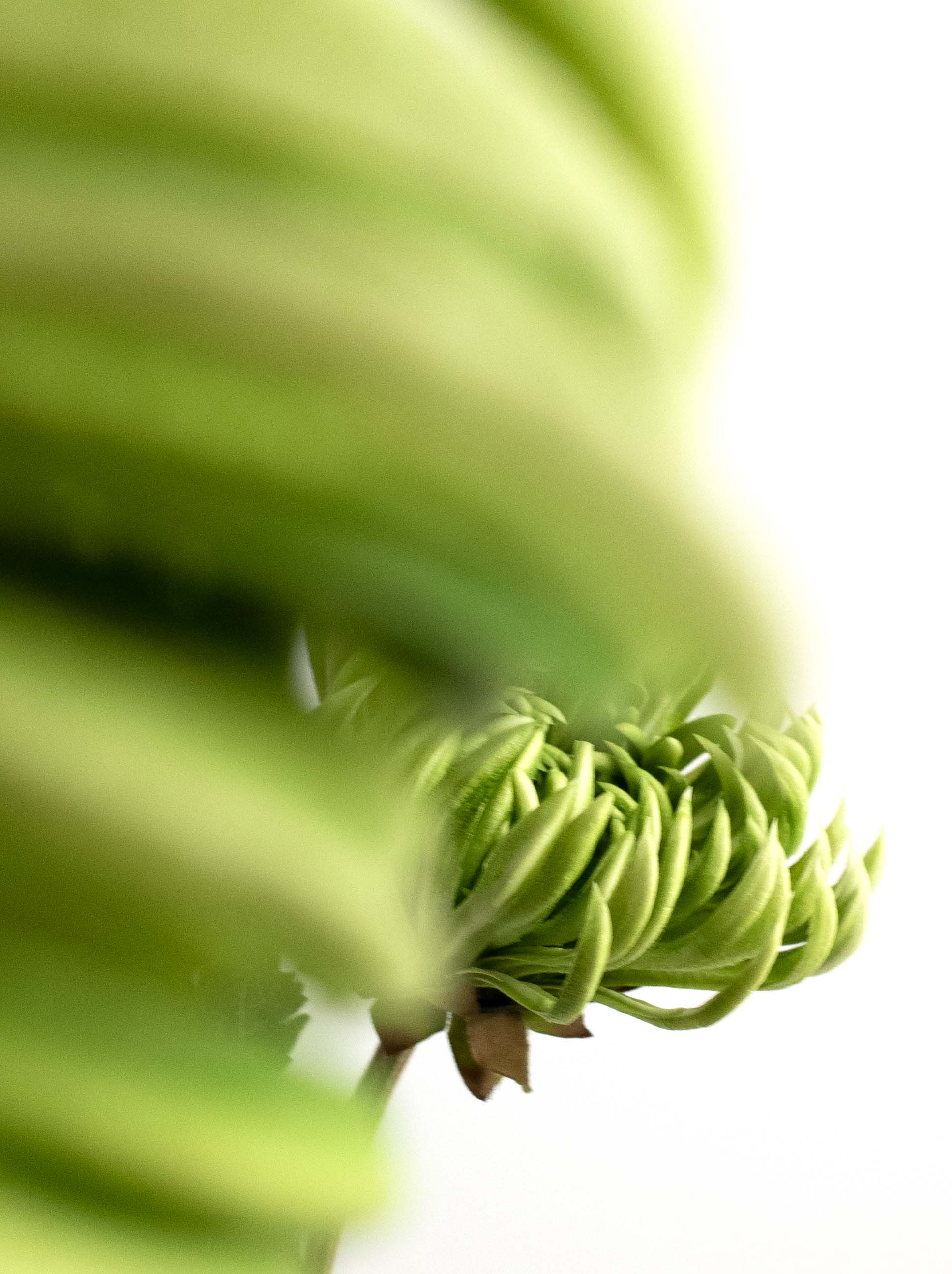 Green Artificial Chrysanthemum - 23.5"