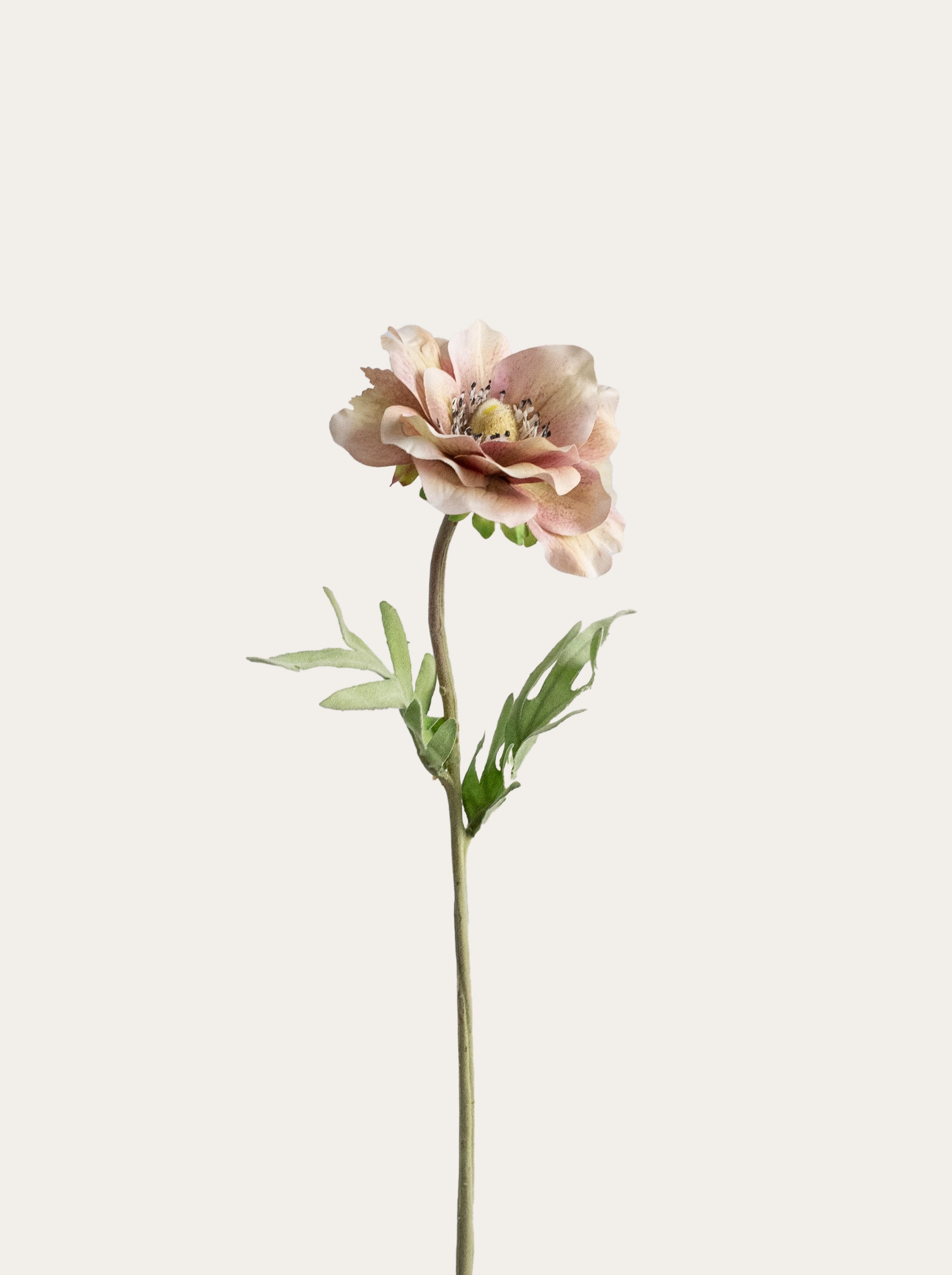 Faux Champagne Blush Anemone - 17“